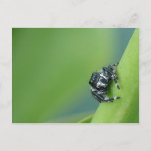 Carte postale Araignée