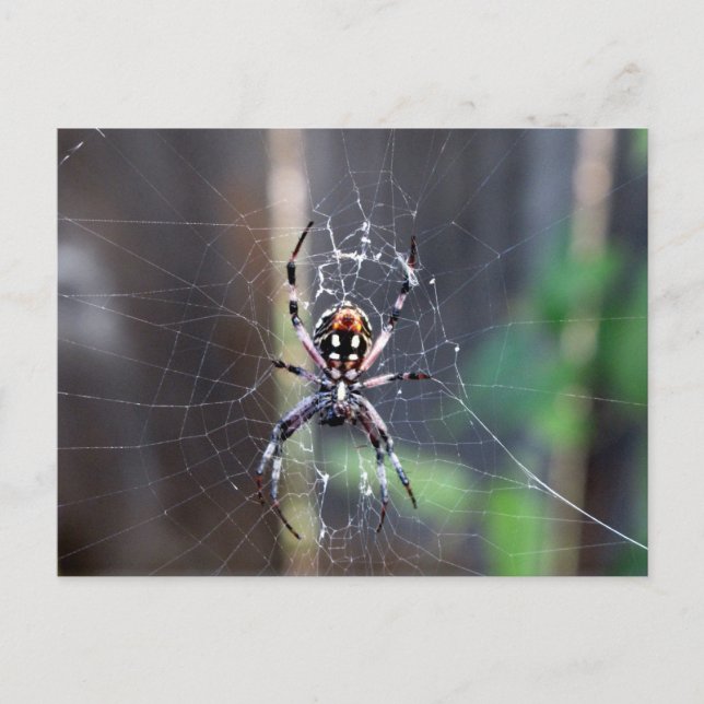 Carte Postale araignée (Devant)