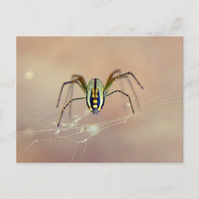 Carte Postale Araignée (Devant)