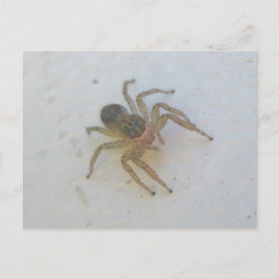 Carte Postale Araignée