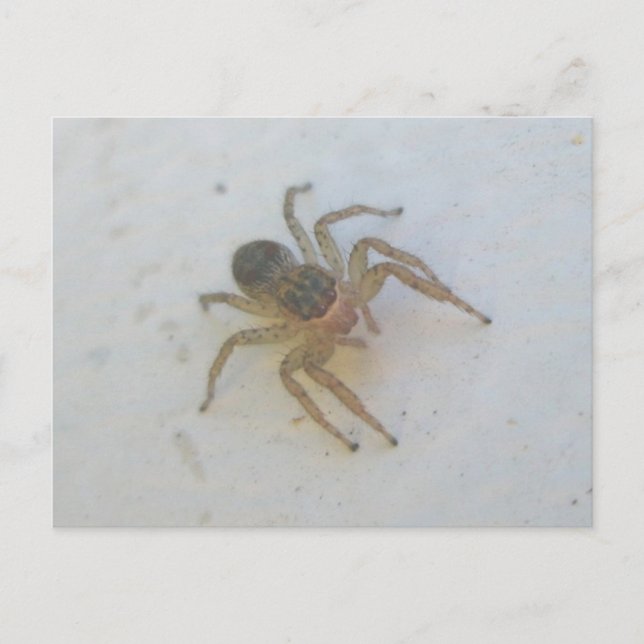 Carte Postale Araignée (Devant)