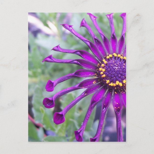Carte Postale Araignée à fleurs violet (Devant)