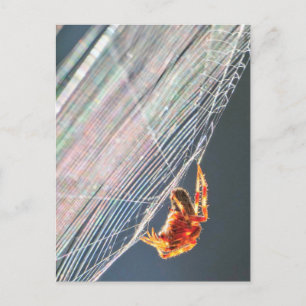 Carte Postale Araignée à toile sur toile