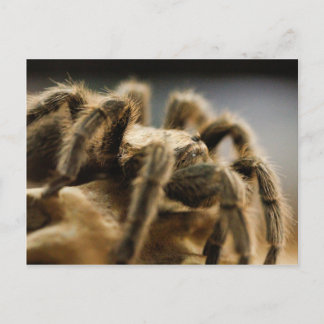 Carte Postale Araignée contemplative - Tarantula Art Image 8