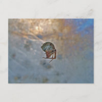 Araignée dans le Web