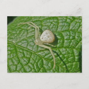 Carte postale Araignée de crabe