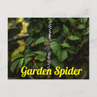 Araignée de Jardin Construisant une Toile Postard