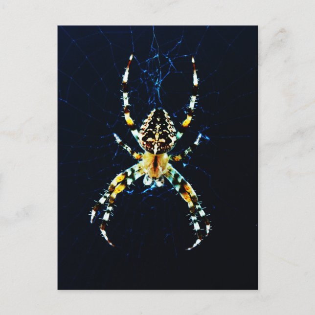 Carte Postale Araignée de jardin en Europe (Devant)