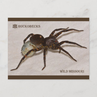 Carte Postale Araignée De Loup Du Missouri Avec Sacs À Oeufs.