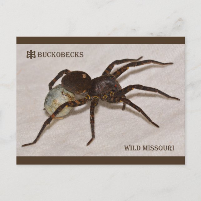 Carte Postale Araignée De Loup Du Missouri Avec Sacs À Oeufs. (Devant)