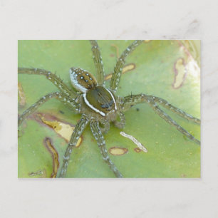 Carte postale Araignée de pêche à six points
