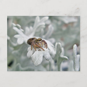 Carte Postale Araignée de saut salticide sur Dusty Miller