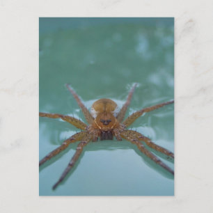 Carte Postale Araignée d'eau
