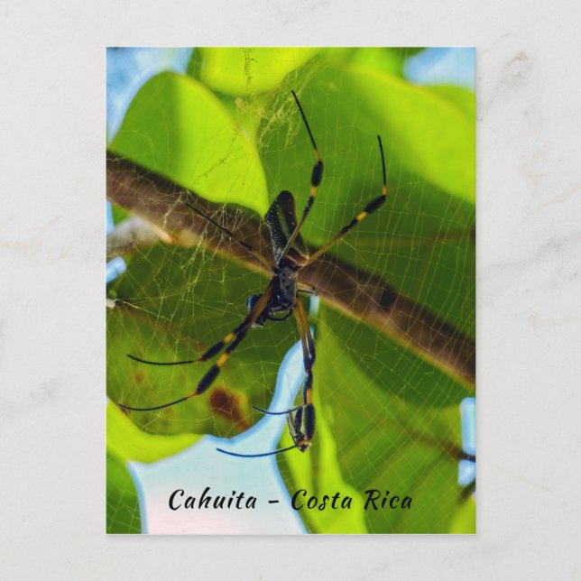 Carte Postale Araignée d'or en Cahuita Beach - Costa Rica (Devant)