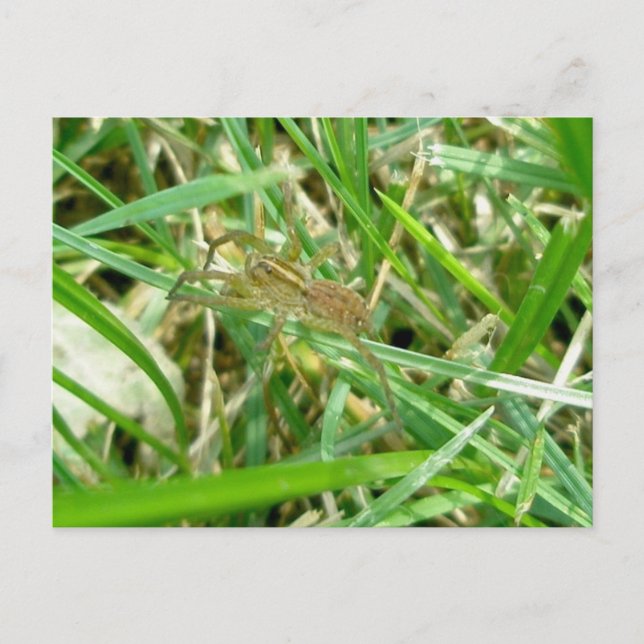 Carte Postale Araignée errante dans l'herbe (Devant)