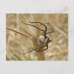 Carte postale Araignée et Oeuf Sac