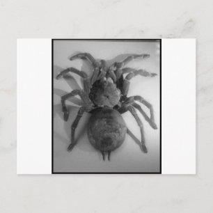 Carte Postale Araignée géante mangeuse d'oiseaux