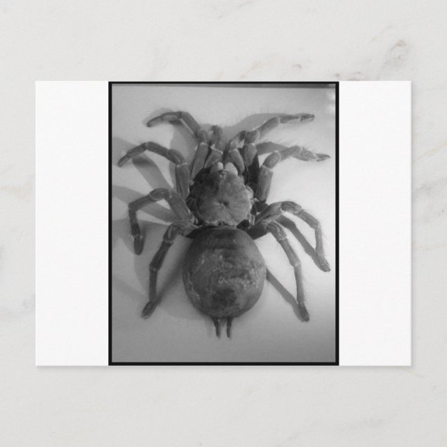 Carte Postale Araignée géante mangeuse d'oiseaux (Devant)