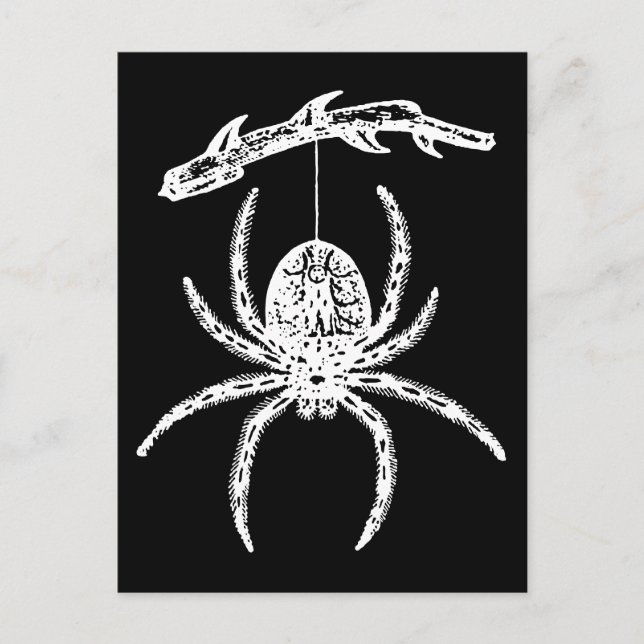 Carte Postale Araignée Gothique Suspendue De Branche (Devant)