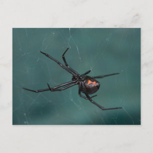 Carte Postale Araignée noire