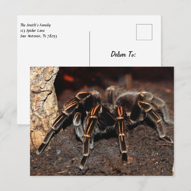 Carte Postale Araignée Tarantula à genou rayé (Devant / Derrière)