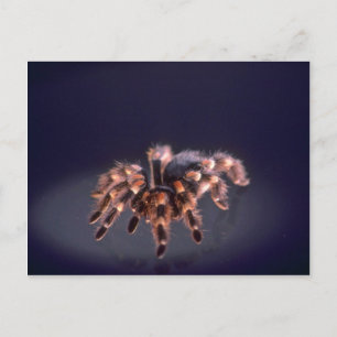 Carte Postale Araignée Tarantula effrayante