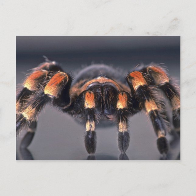 Carte Postale Araignée Tarantula effrayante (Devant)