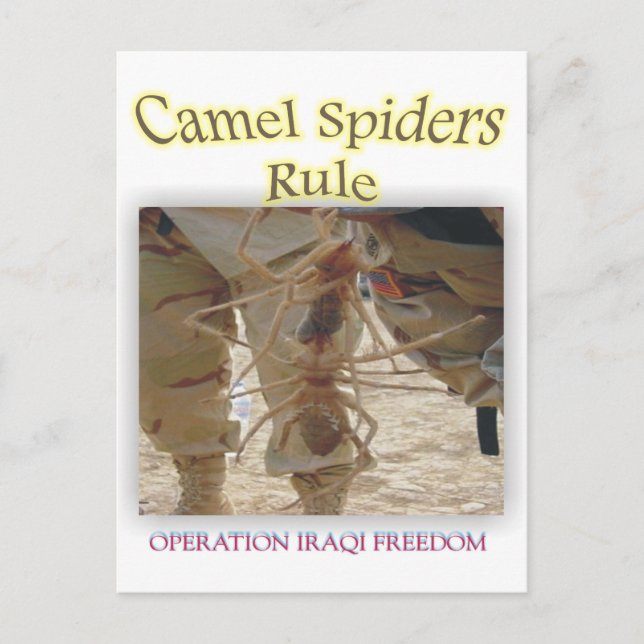 Carte Postale Araignées (Devant)