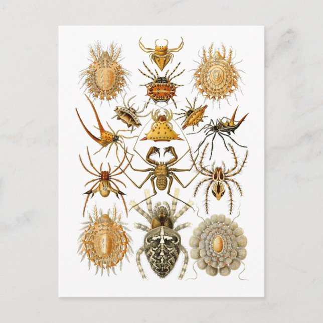 Carte Postale Araignées (Devant)