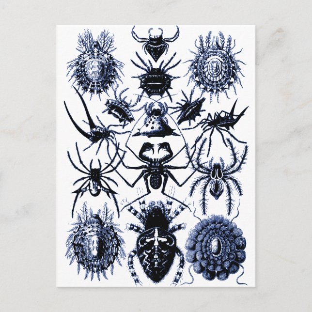 Carte Postale Araignées Haeckel Arachnida en bleu (Devant)