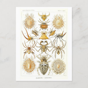 Carte Postale Araignées vintages illustrées