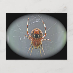Carte postale Araneus Orb Weaver Spider