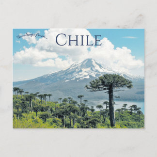 Carte Postale Araucaria Araucana Trees in Chile