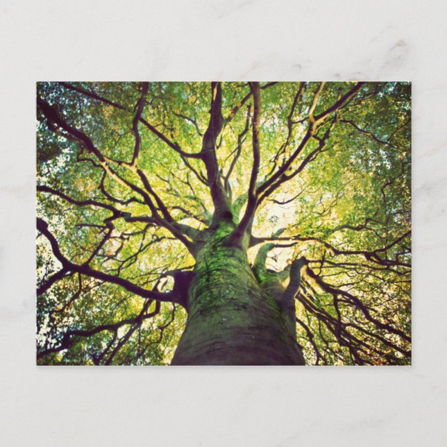 Carte Postale Arborescence (Devant)