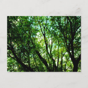 Carte Postale Arborescence