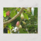 Carte Postale Arborescence Apple Java (Devant)