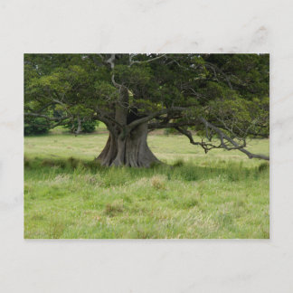 Carte Postale Arborescence Dans Un Champ