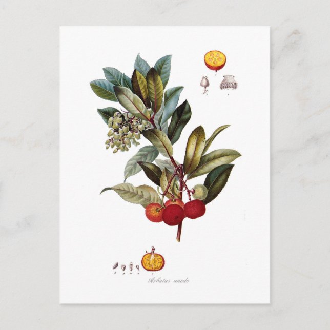 Carte Postale Arbousier (Arbutus unedo) (Devant)