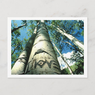 Carte Postale Arbre