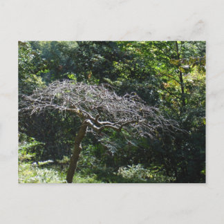Carte Postale Arbre