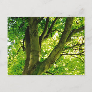 Carte Postale Arbre
