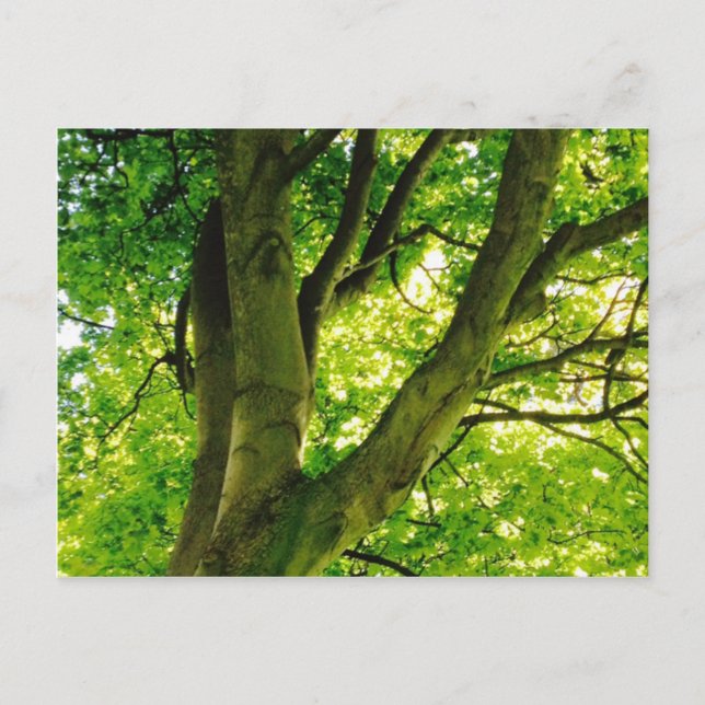 Carte Postale Arbre (Devant)