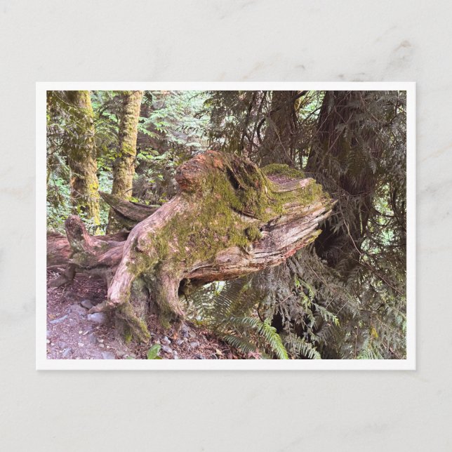 Carte Postale Arbre (Devant)