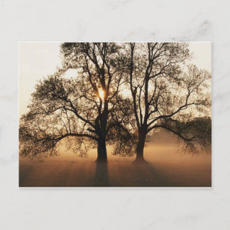 Carte postale, arbre