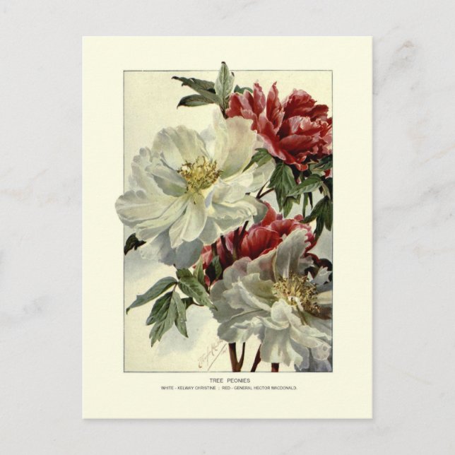 Carte Postale Arbre (Devant)