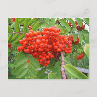 Carte Postale Arbre à baies rouges à Skagway en Alaska