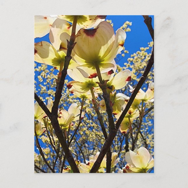 Carte Postale Arbre à chiens (Devant)