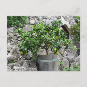 Carte Postale Arbre à citron vert