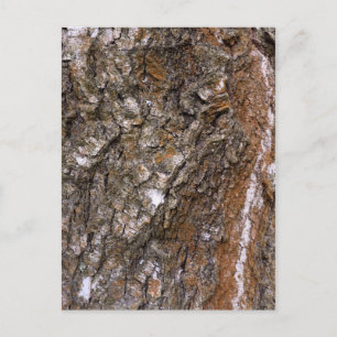 Carte Postale Arbre à écorce