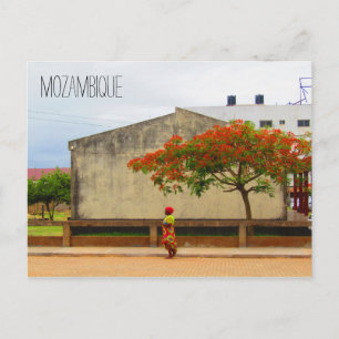 Carte Postale arbre à flammes mozambique